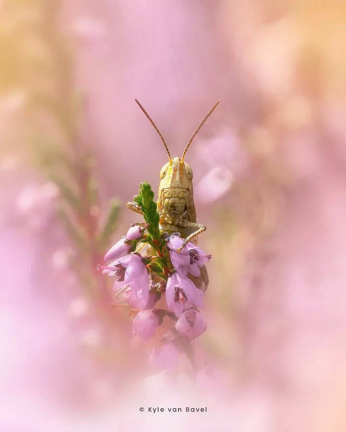 The magic of macro a world in great detail - #2 