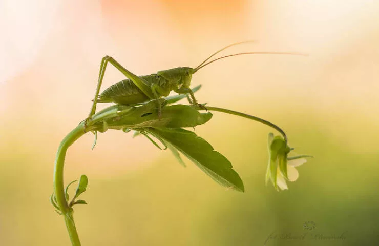 La magie de la macro les details du petit monde - #20 