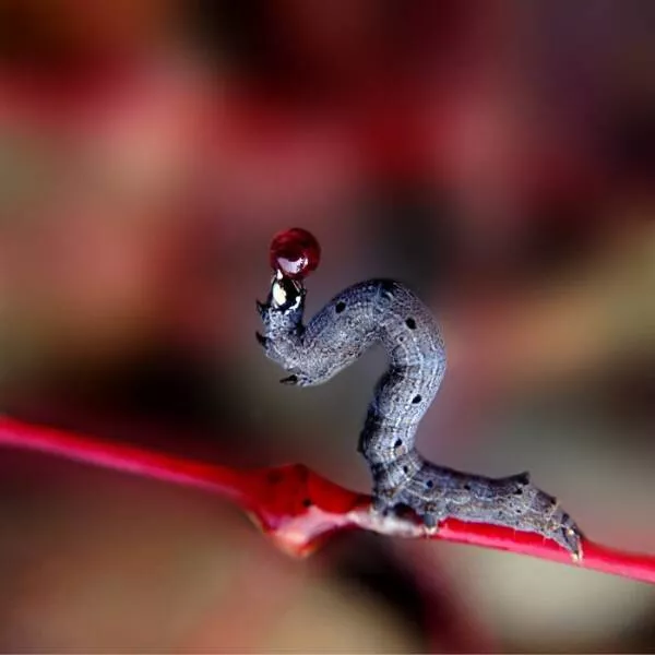 The magic of macro a world in great detail - #22 