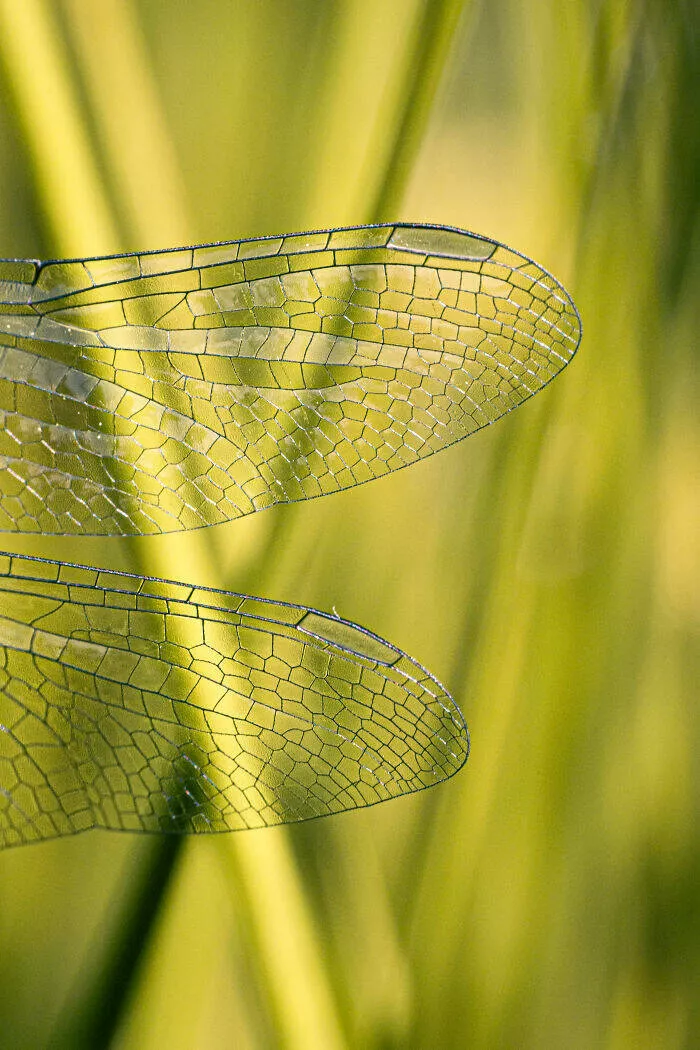 La magie de la macro les details du petit monde - #23 