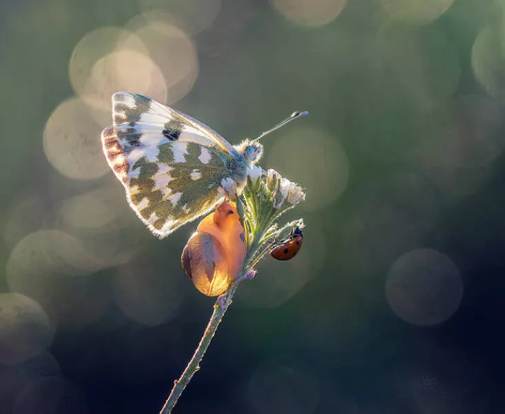 The magic of macro a world in great detail - #25 