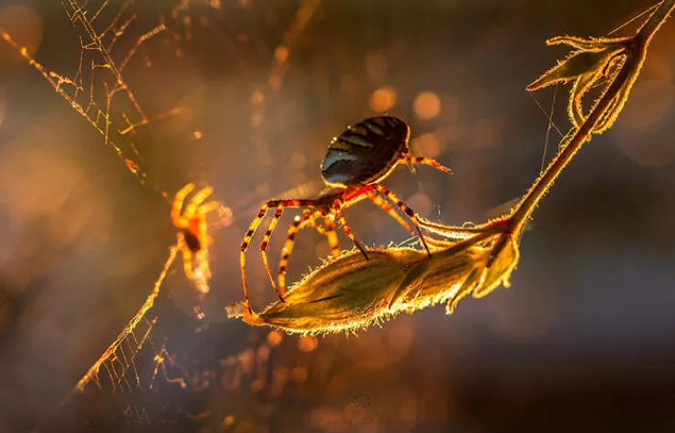 The magic of macro a world in great detail - #26 