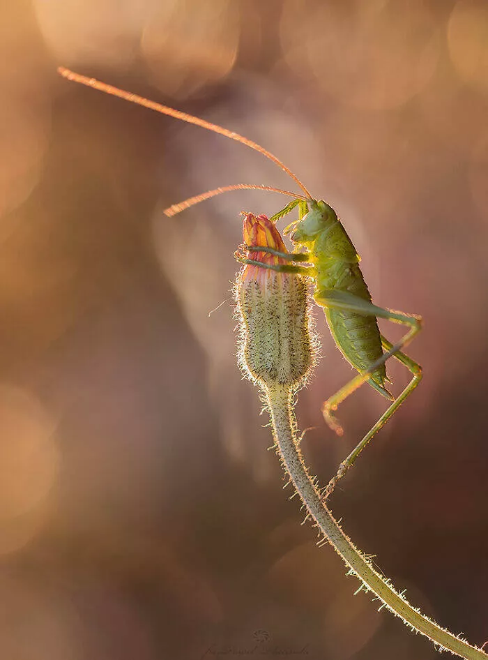 The magic of macro a world in great detail - #27 