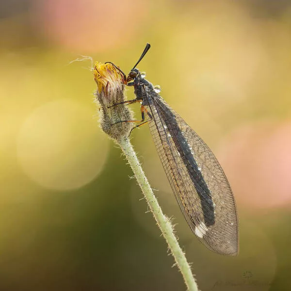The magic of macro a world in great detail - #28 