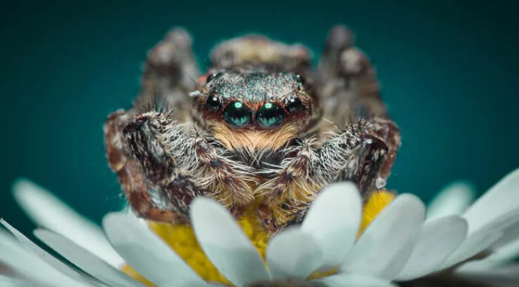 The magic of macro a world in great detail - #3 