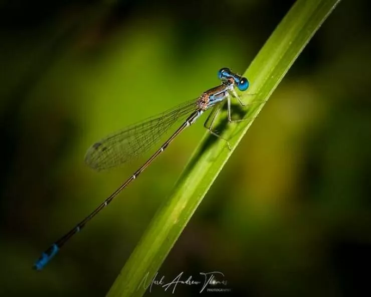 The magic of macro a world in great detail - #33 