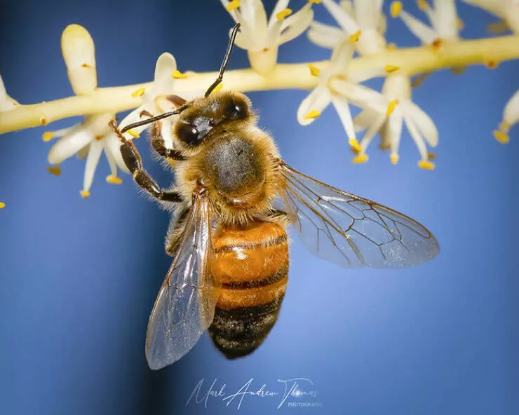 The magic of macro a world in great detail - #34 