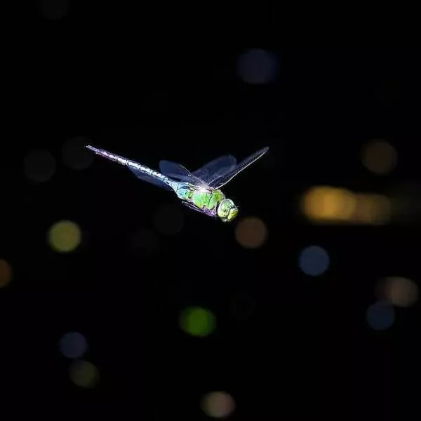The magic of macro a world in great detail - #35 