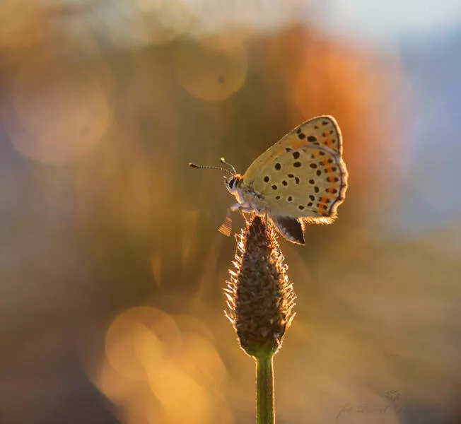 The magic of macro a world in great detail - #36 