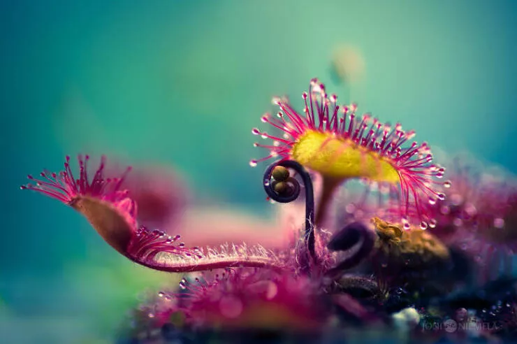 The magic of macro a world in great detail - #38 