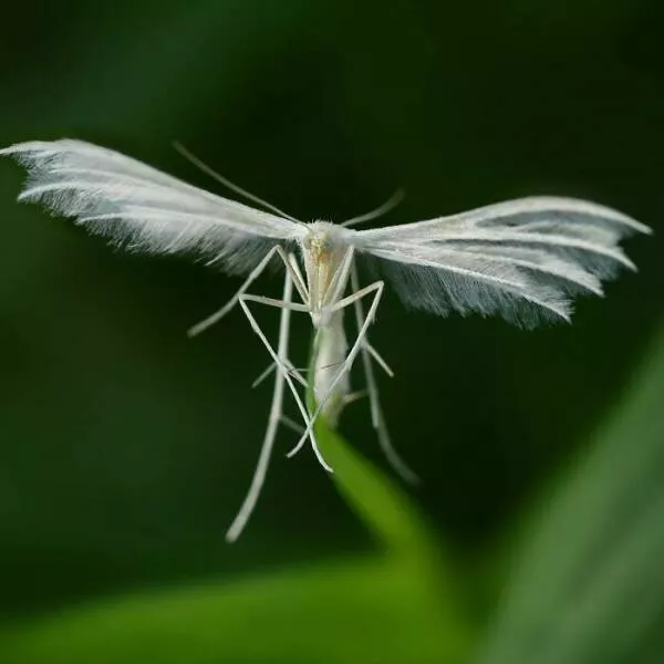The magic of macro a world in great detail - #4 