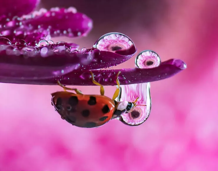 La magie de la macro les details du petit monde - #40 