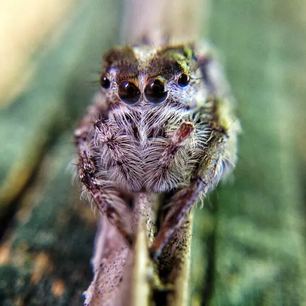 The magic of macro a world in great detail - #41 