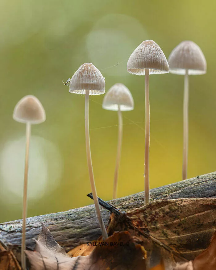 The magic of macro a world in great detail - #45 