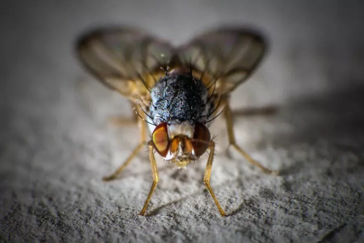The magic of macro a world in great detail - #46 