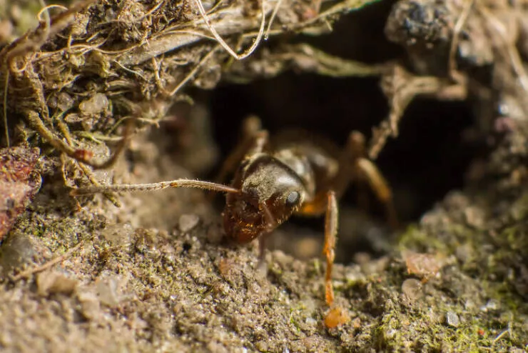 The magic of macro a world in great detail - #47 