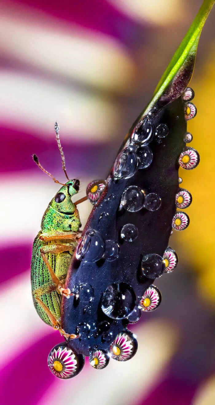 The magic of macro a world in great detail - #5 