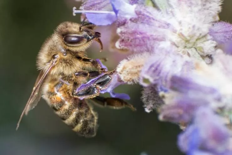 The magic of macro a world in great detail - #50 
