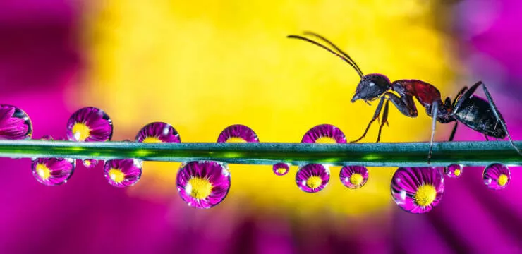The magic of macro a world in great detail - #9 