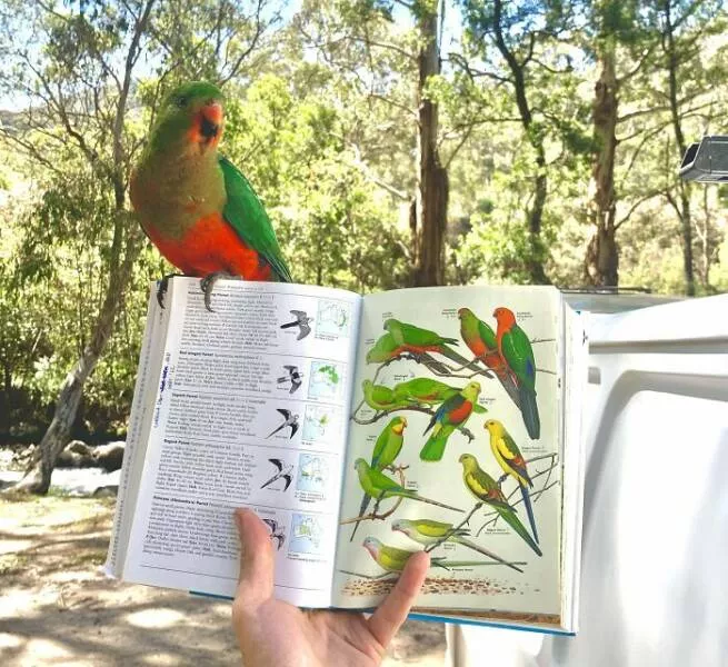Coincidences incroyables le hasard existe t il - #1 Un cacatoès amical s'est posé sur mon livre Coincidences incroyables le hasard existe t il - #1 Un cacatoès amical s'est posé sur mon livre