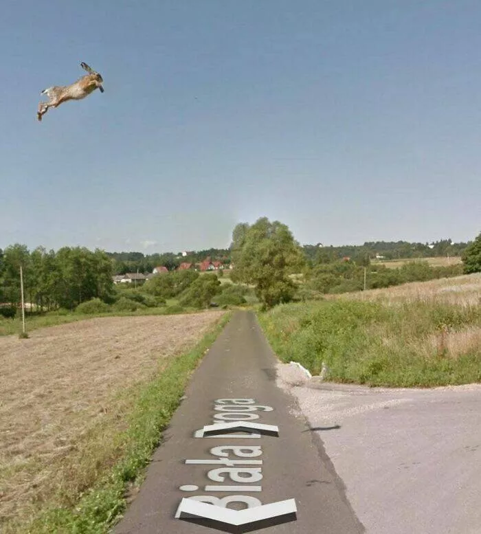 Unbelievable coincidences question reality - #12 A perfectly timed shot of a hare on Google Street View