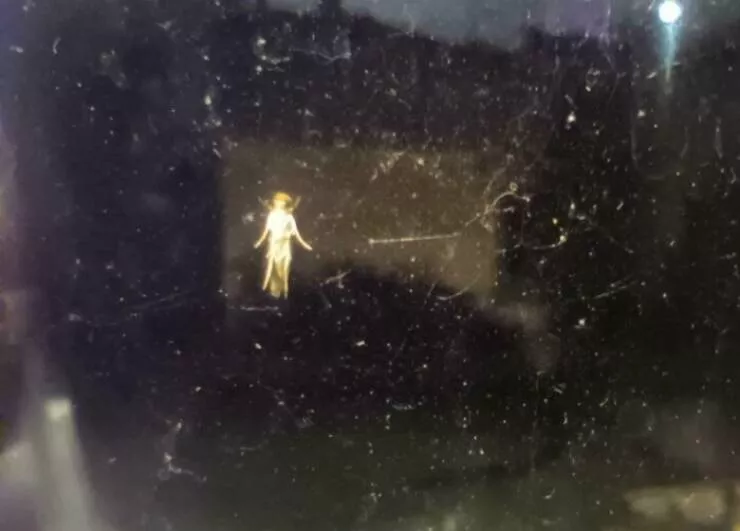 Unbelievable coincidences question reality - #13 This bug on my window looks like a tiny fairy