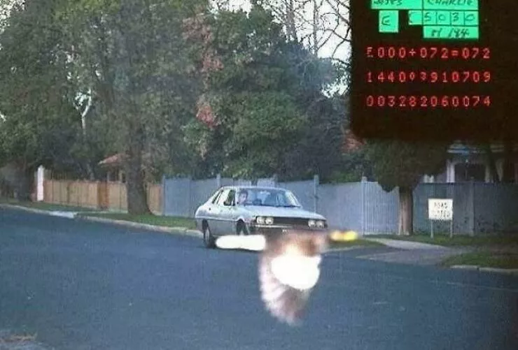 Unbelievable coincidences question reality - #19 A bird saves the day from a speeding camera