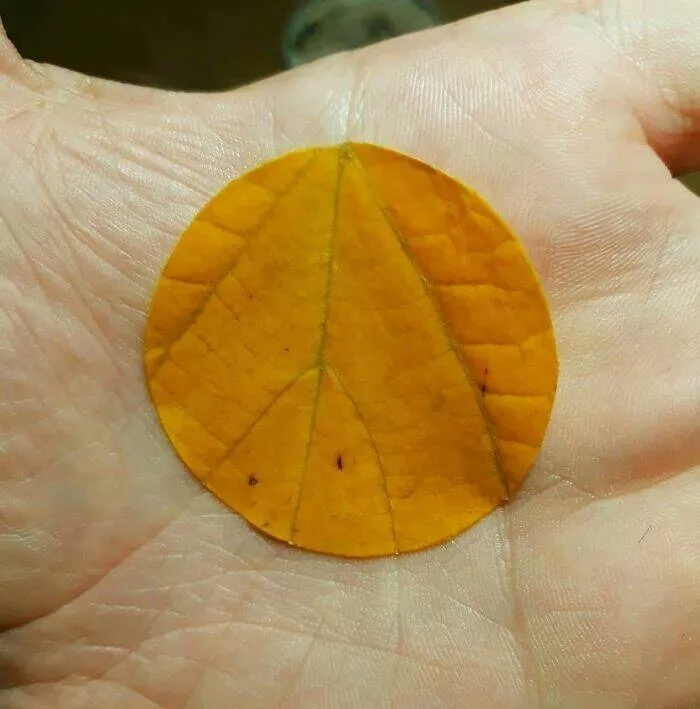 Unbelievable coincidences question reality - #22 The veins of a leaf align perfectly with the hand's creases