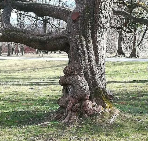 Unbelievable coincidences question reality - #33 A tree in Graz that looks like it's being hugged by a child