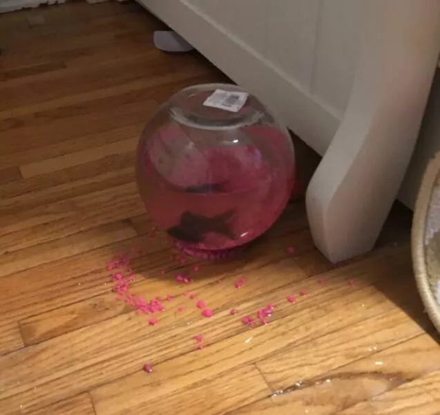 Unbelievable coincidences question reality - #35 The cat knocked my daughter's fish bowl off the dresser