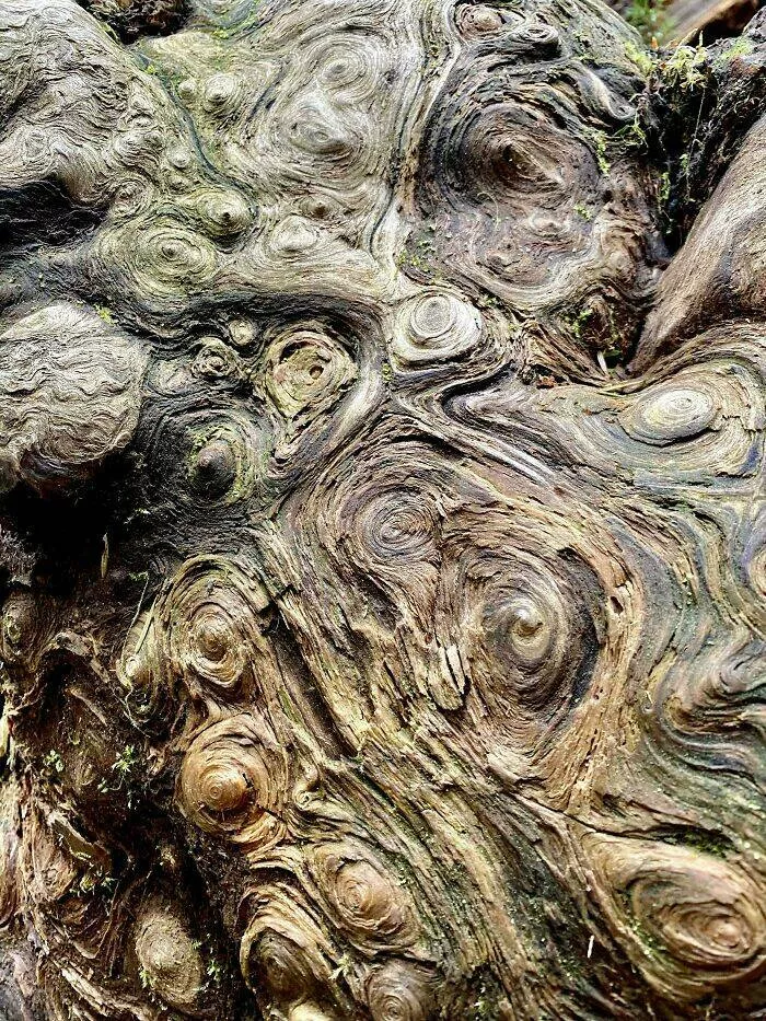Unbelievable coincidences question reality - #36 An exposed tree root that looks like a Van Gogh painting