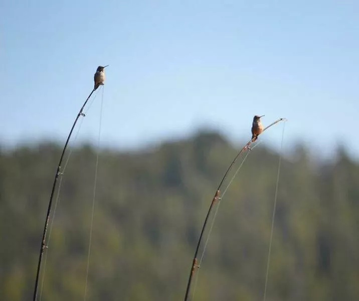 Unbelievable coincidences question reality - #4 Two hummingbirds landed on my fishing rods at the same time