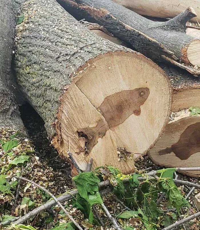 Unbelievable coincidences question reality - #8 The inside of this tree looks just like a fish