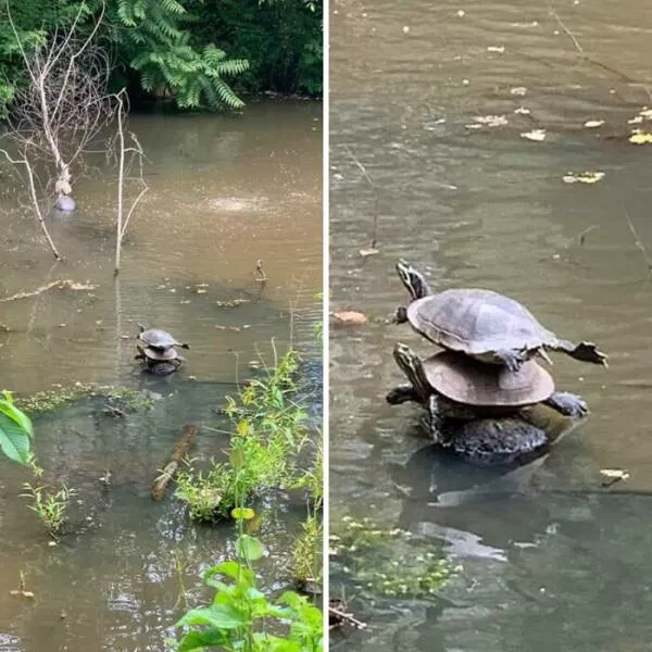 Unbelievable coincidences question reality - #9 A stunning wildlife sighting that takes the cake