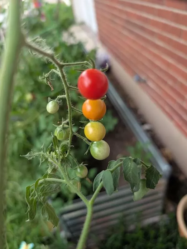 Photos fascinantes un album etrangement captivant - #12 Un dégradé parfait de tomates de mon jardin