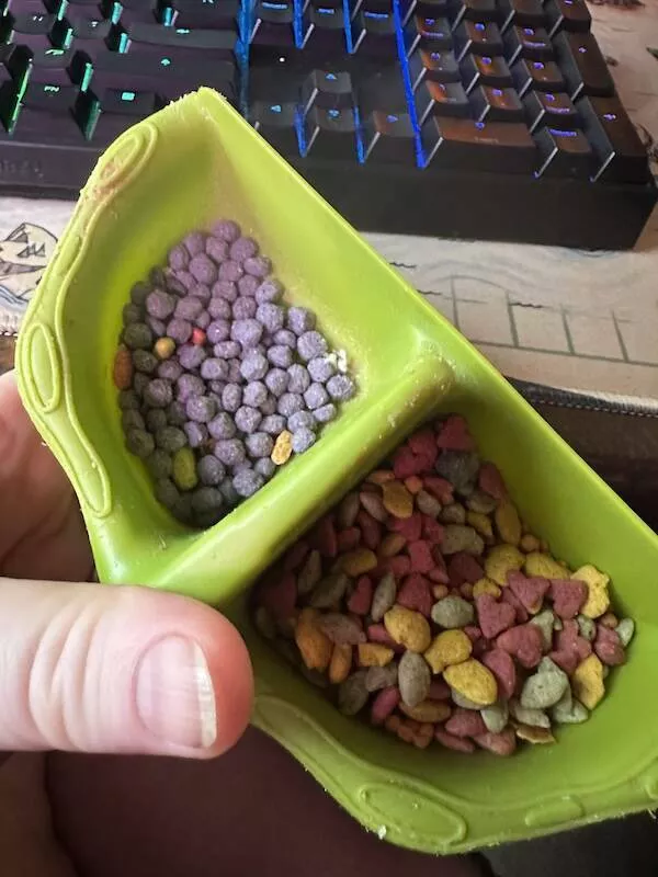 Intriguing photos a gallery of captivating shots - #18 My bird doesn't like the purple pellets and separates them