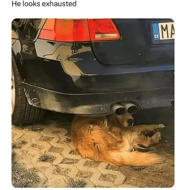 Sit stay laugh a gallery of funny dogs