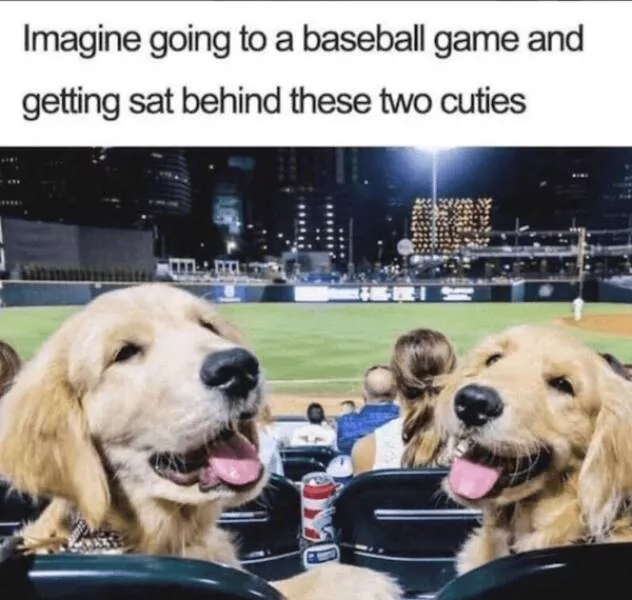 Sit stay laugh a gallery of funny dogs - #10 