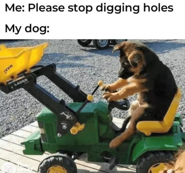 Sit stay laugh a gallery of funny dogs - #11 