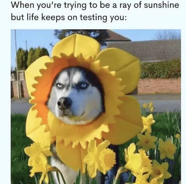 Sit stay laugh a gallery of funny dogs - #12 