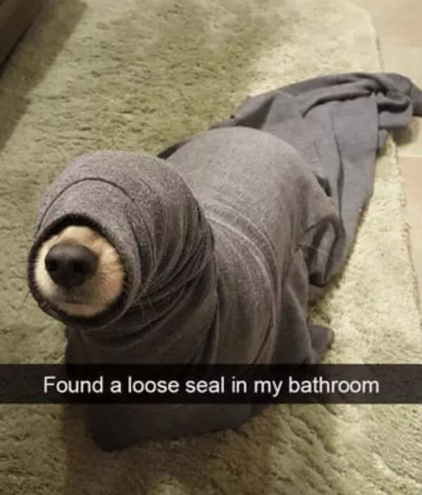 Sit stay laugh a gallery of funny dogs - #13 