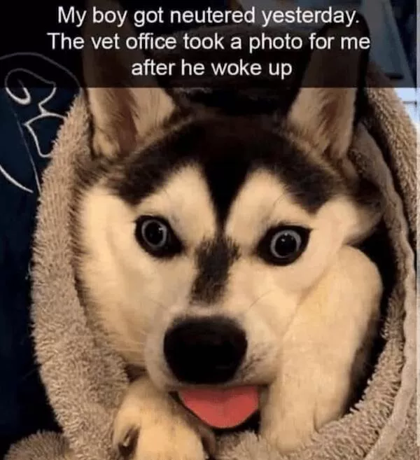 Sit stay laugh a gallery of funny dogs - #14 