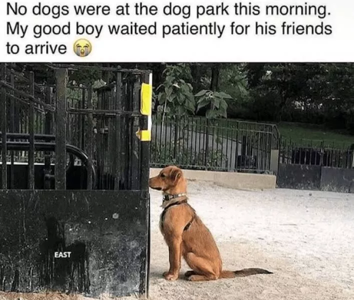 Sit stay laugh a gallery of funny dogs - #15 