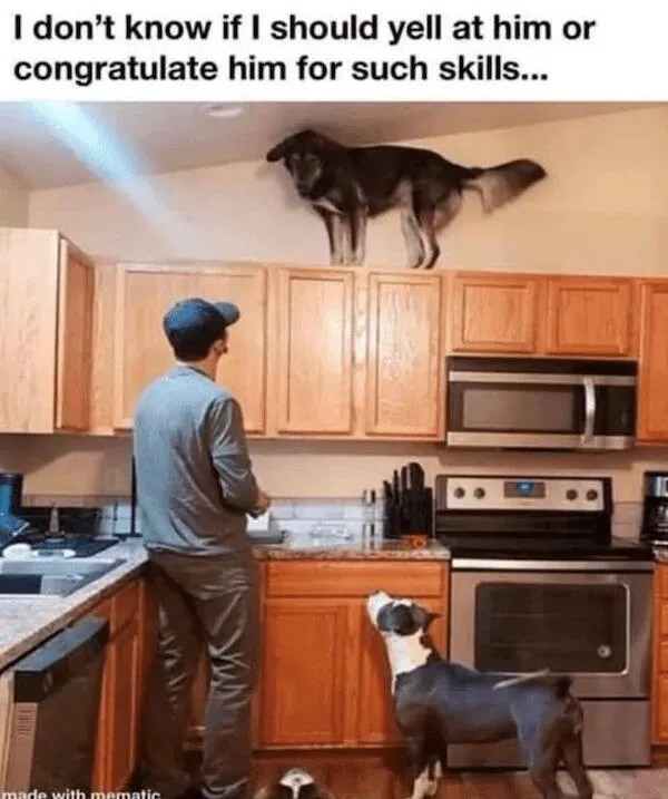 Sit stay laugh a gallery of funny dogs - #16 
