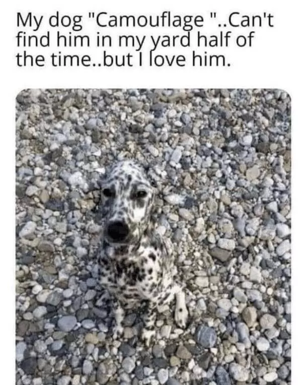 Sit stay laugh a gallery of funny dogs - #18 