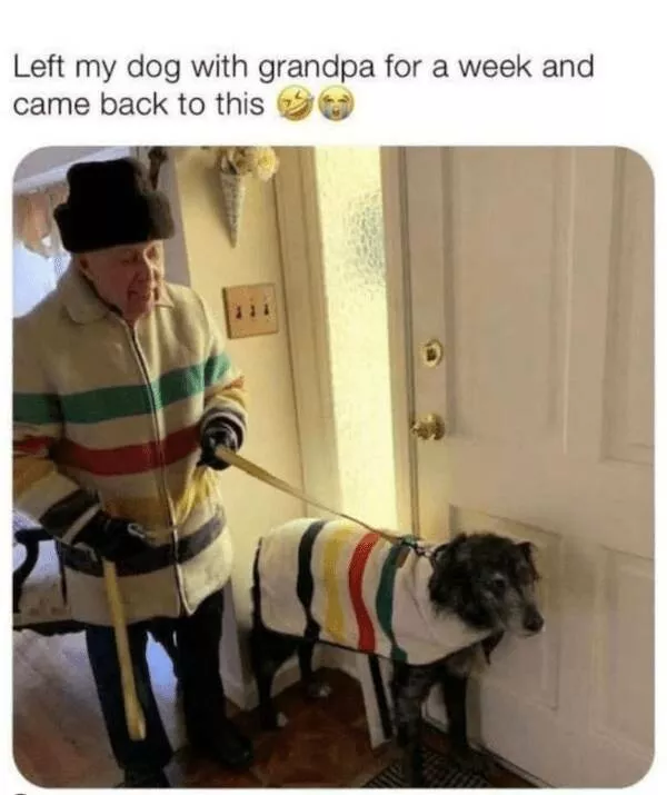 Sit stay laugh a gallery of funny dogs - #19 