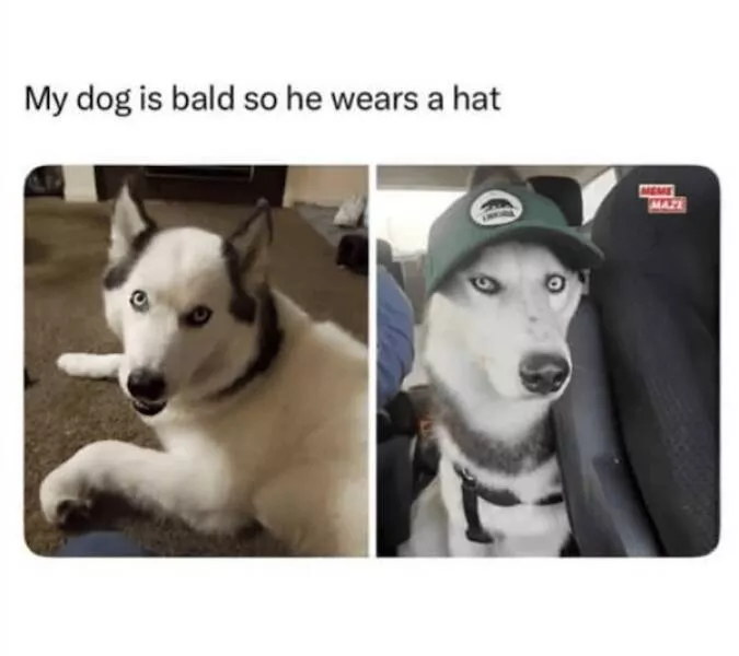 Sit stay laugh a gallery of funny dogs - #2 