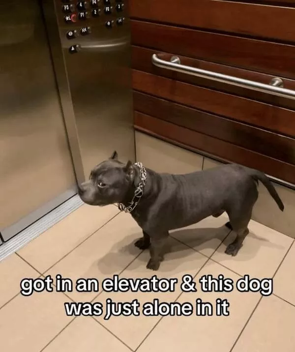 Sit stay laugh a gallery of funny dogs - #20 