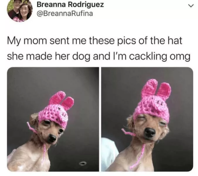 Sit stay laugh a gallery of funny dogs - #21 