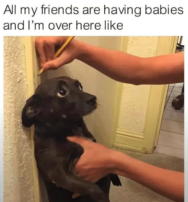 Sit stay laugh a gallery of funny dogs - #22 